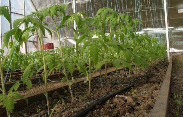 Важно знать огородникам: при какой температуре лучше всего выращивать и сеять рассаду помидоров?