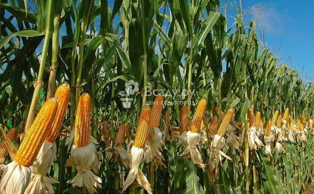 Кукуруза американка — описание сорта, фото и отзывы