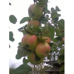 Описание сорта яблони богатыря