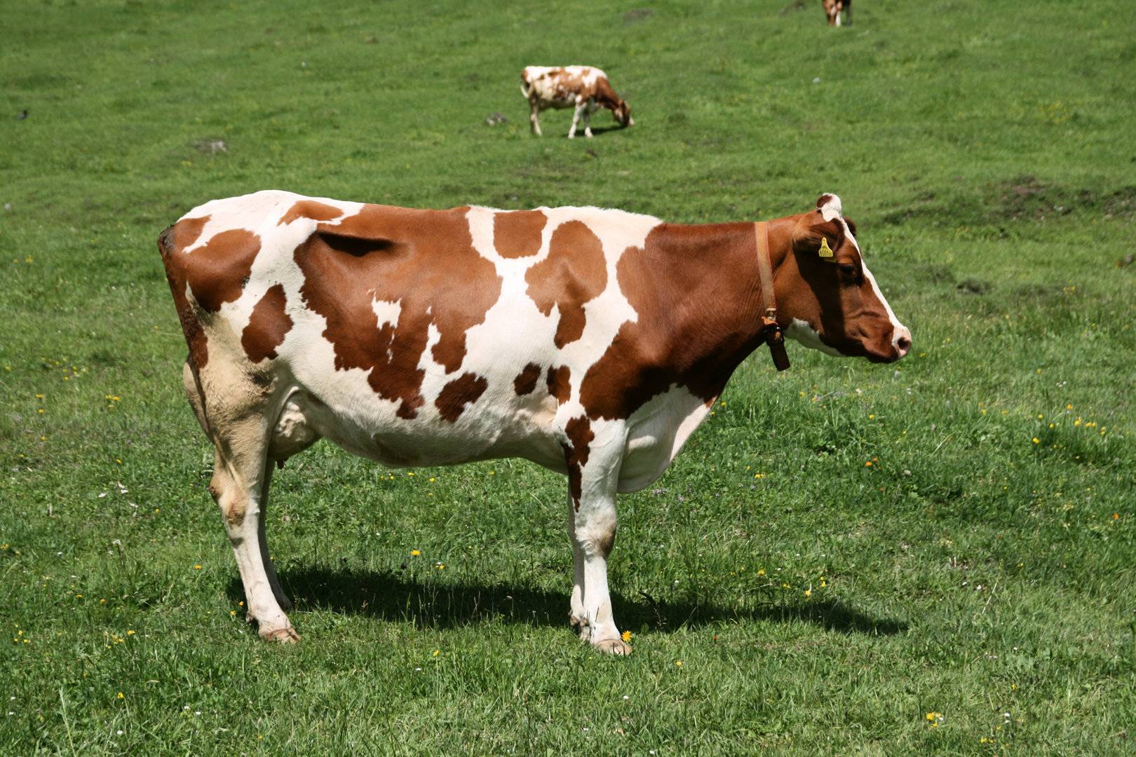 Костромская порода коров