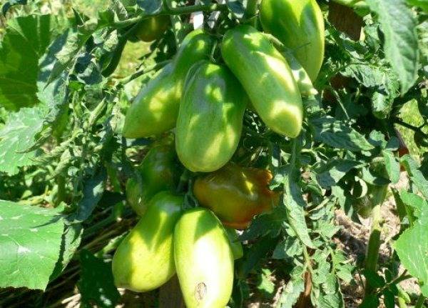 Томат "сибирская тройка": характеристика и описание сорта, урожайность, рекомендации по выращиванию, фото помидор