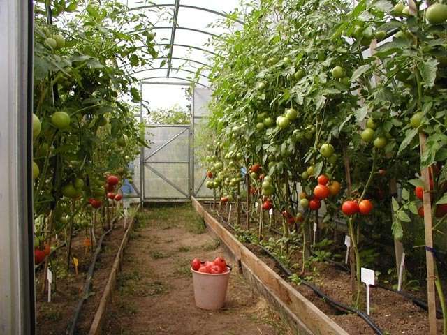Подкормка рассады томатов