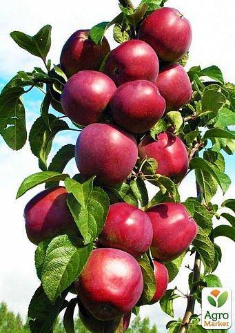 Колоновидная яблоня Медок: описание, фото, отзывы