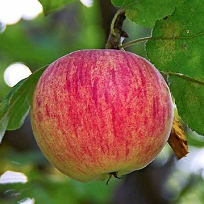 Описание сорта яблони осеннее полосатое