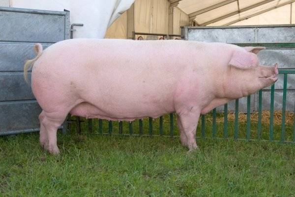 Ландрас порода свиней: характеристика и порядок содержания!