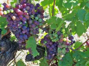 Виноград темпранильо испания: описание, фото, отзывы