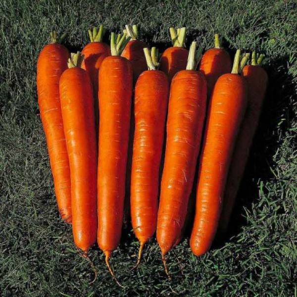 Сорта моркови с фото и описанием. урожайные сорта моркови