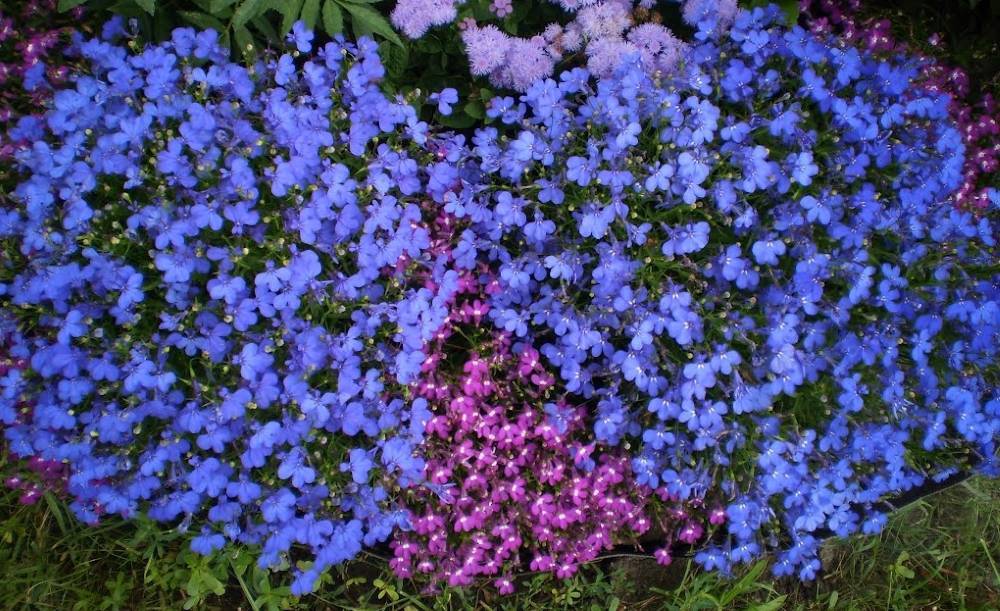 Колокольчик садовый (48 фото): многолетние виды и сорта кампанулы, посадка, уход за крупными и низкорослыми цветками