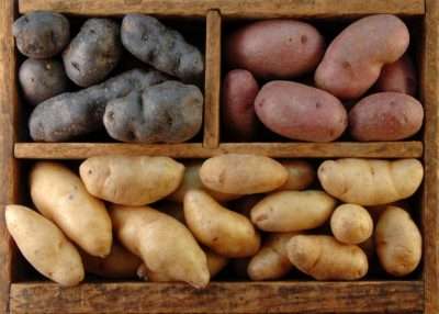 Фитофтороз картофеля: возбудители, профилактика и методы борьбы