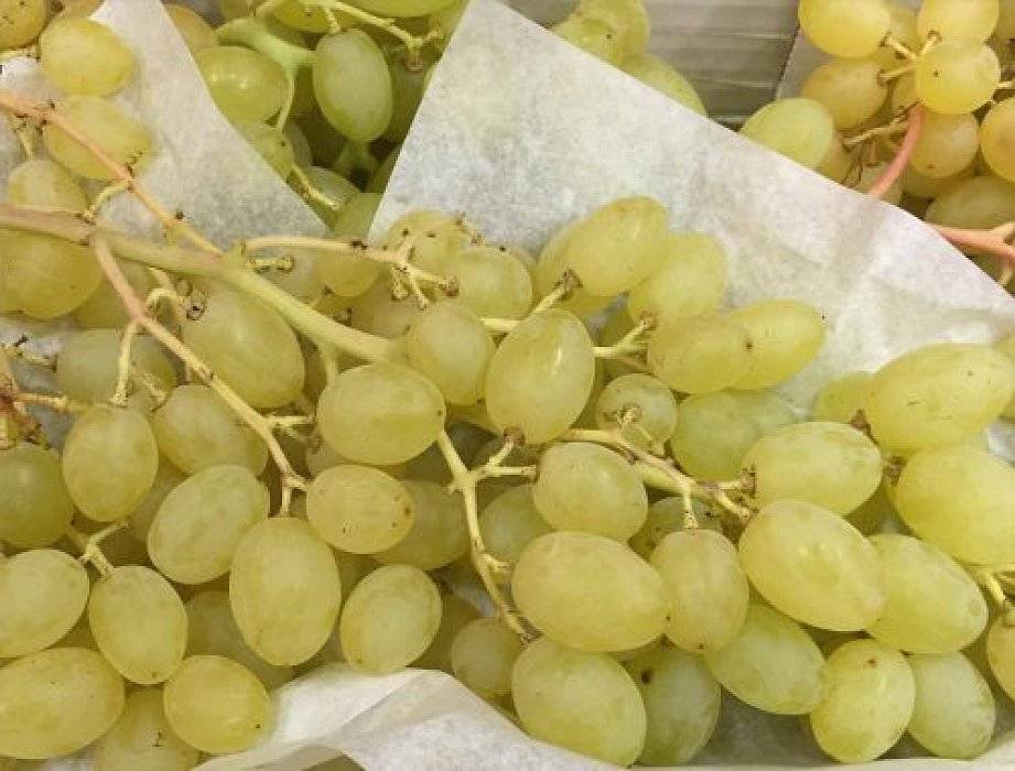 Элитный виноград для северных регионов — сорт «новое столетие»