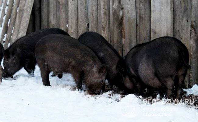 Кармалы: особенности породы свиней, правила ухода и разведения