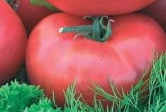 Гибрид кукла f1 – лучший ранний помидор для салатов