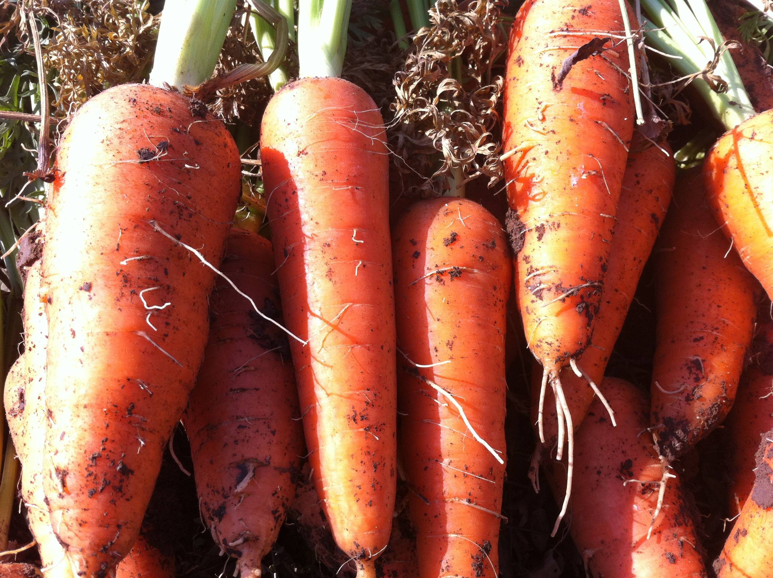 Морковь абако f1: описание сорта, посадка и уход