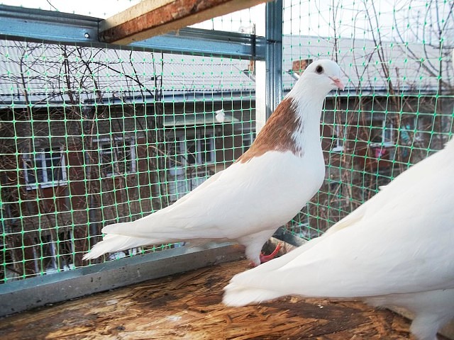 Обзор бойных голубей: правила ухода, содержания и разведение