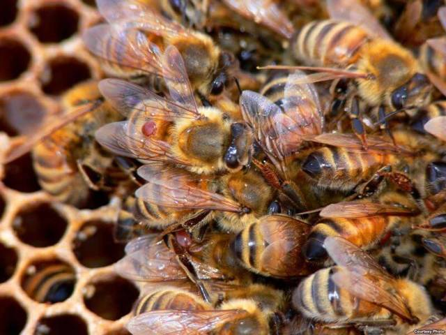 Как и когда обрабатывать пчел бипином?