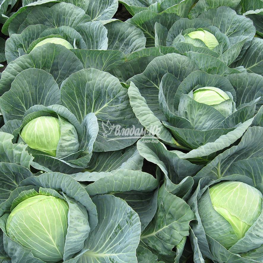 Превосходный урожай при правильном и легком уходе — капуста орион f1: подробное описание