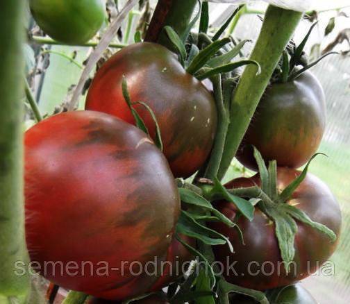 Специфика выращивания, характеристика и описание томата черный мавр