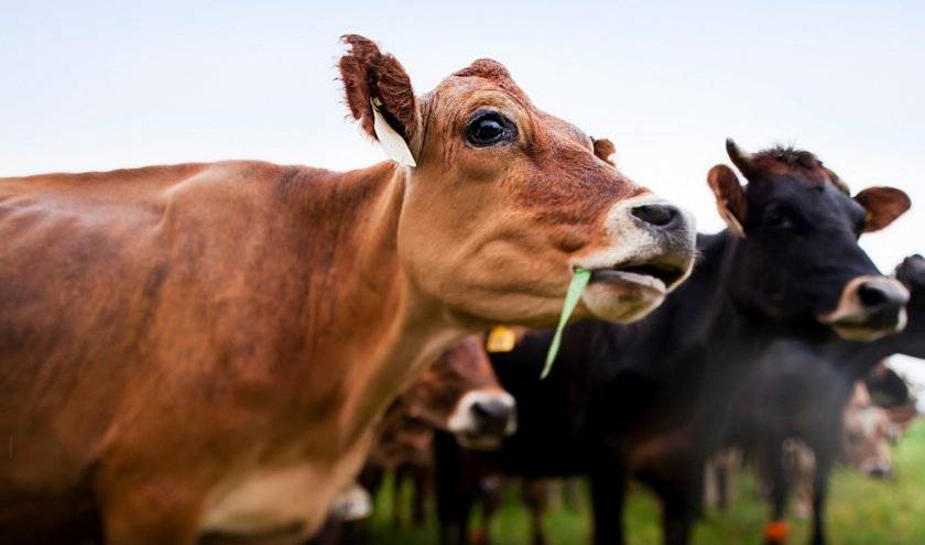 Болезни вымени у коров: их симптомы и лечение