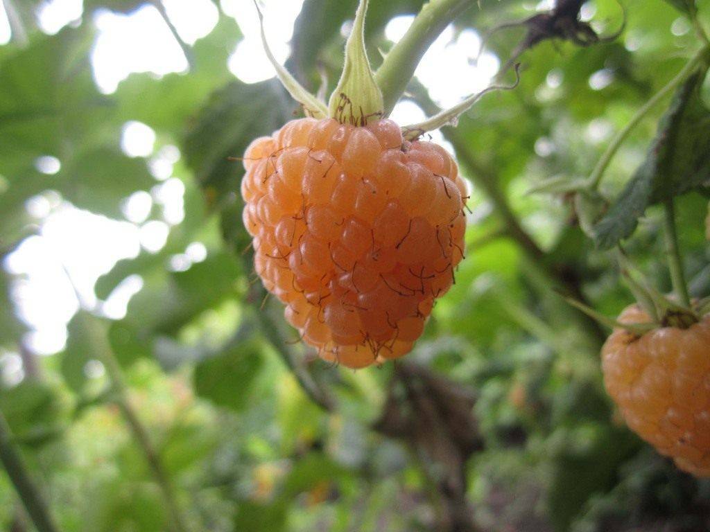 Крупноплодный сорт малины жёлтый гигант: особенности выращивания, урожайность
