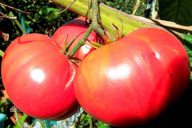 Сорт томата дикая роза: характеристика и отзывы огородников