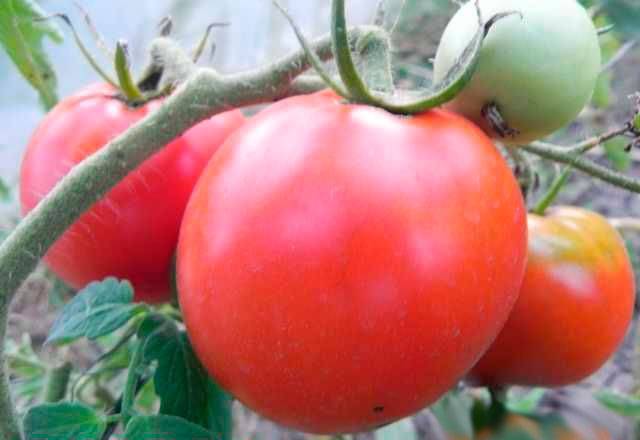 Неимоверно урожайный томат машенька — детальное описание, выращивание, отзывы