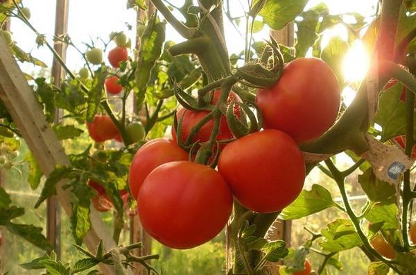 Томат "любовь f1": описание и характеристики гибридного сорта помидор, рекомендации по выращиванию и фото плодов