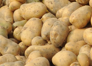 Сорт картофеля тулеевский: описание, отзывы