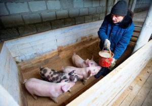 Основные правила при выборе места, температура и уровень влажности в сарае для свиней