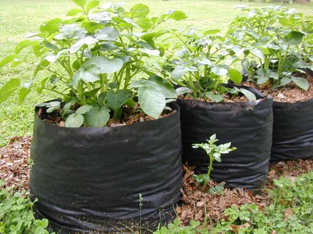 Особенности выращивания картофеля в ящиках