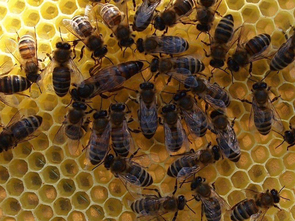 Пчелопакет: как сделать + отзывы