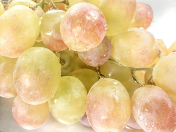 Хотите собирать виноград с карамельным вкусом? сажайте «русский ранний»!