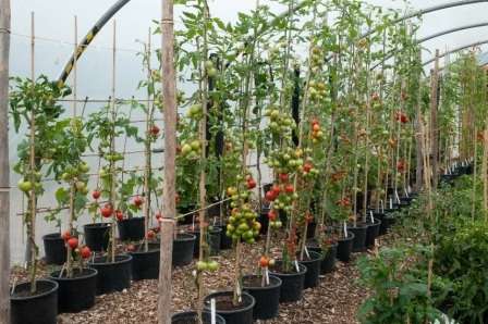 Выращивание помидоров в парнике: как правильно подготовить, когда осуществить посадку семян томатов, какие сорта выбрать и как грамотно ухаживать за сеянцами?