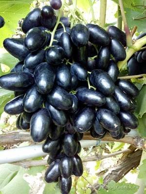 Виноград виктор — настоящий вкус победы. как правильно посадить и выращивать