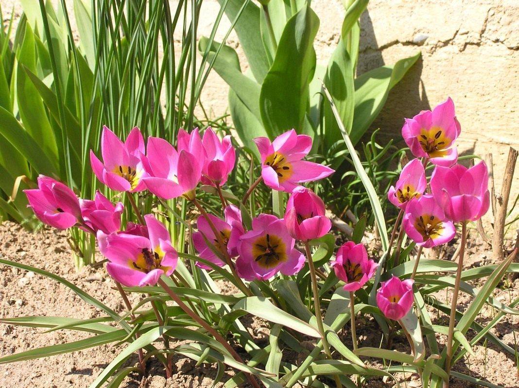Тюльпан шренка (17 фото): краткое описание вида. где растет? почему тюльпаны шренка называют тюльпанами геснера?
