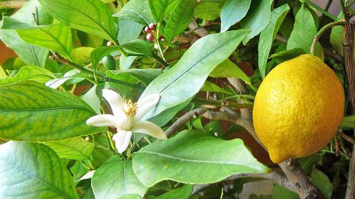 Болезни и вредители домашнего лимона: причины, лечение
