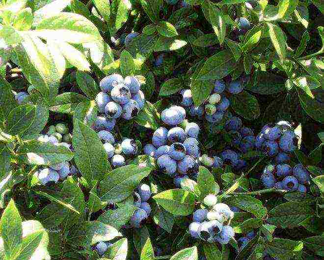 Голубика эрлиблю: характеристика сорта и тонкости выращивания