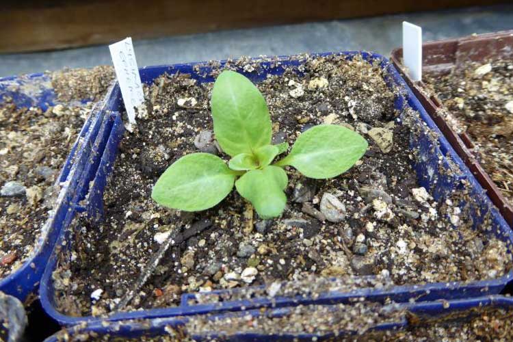 Вербейник монетчатый: как посадить и ухаживать за растением