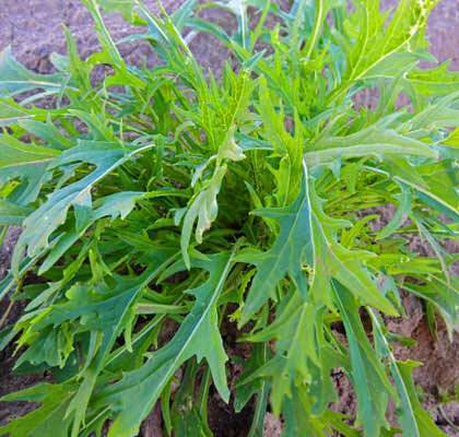 Савойская капуста: выращивание в открытом грунте, фото, посадка и уход, посев на рассаду