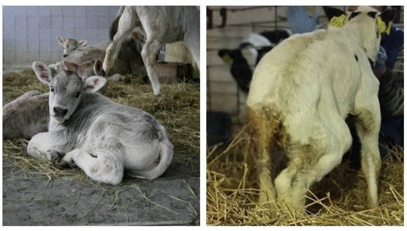 Вирусная диарея у коров: особенности развития заболевания, методы лечения, симптоматика