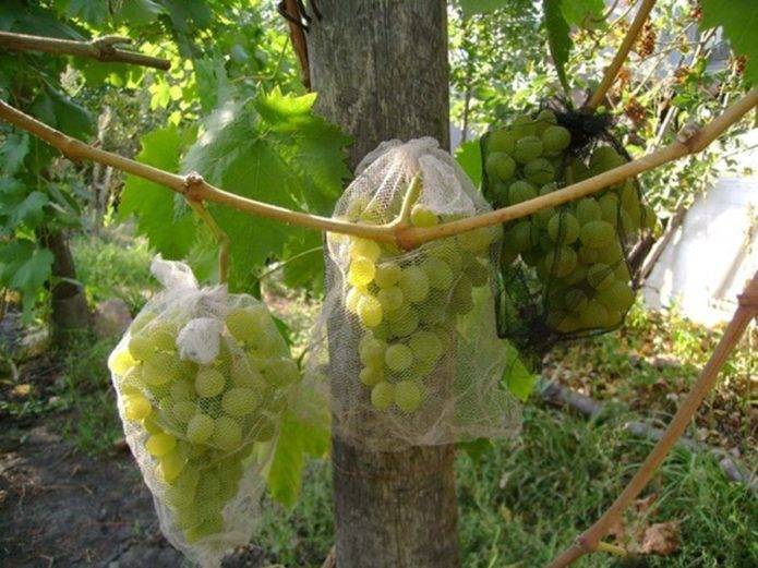Сорт винограда валёк: характеристика, агротехника выращивания