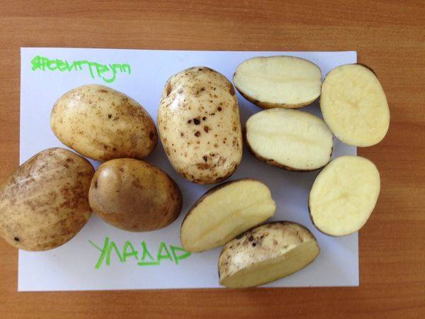 Сорт картофеля «уладар»: характеристика, описание, урожайность, отзывы и фото