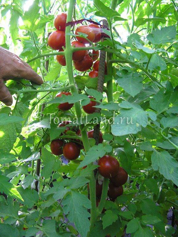 Томат "де барао": характеристика и описание сорта, когда выращивать на рассаду, фото помидор