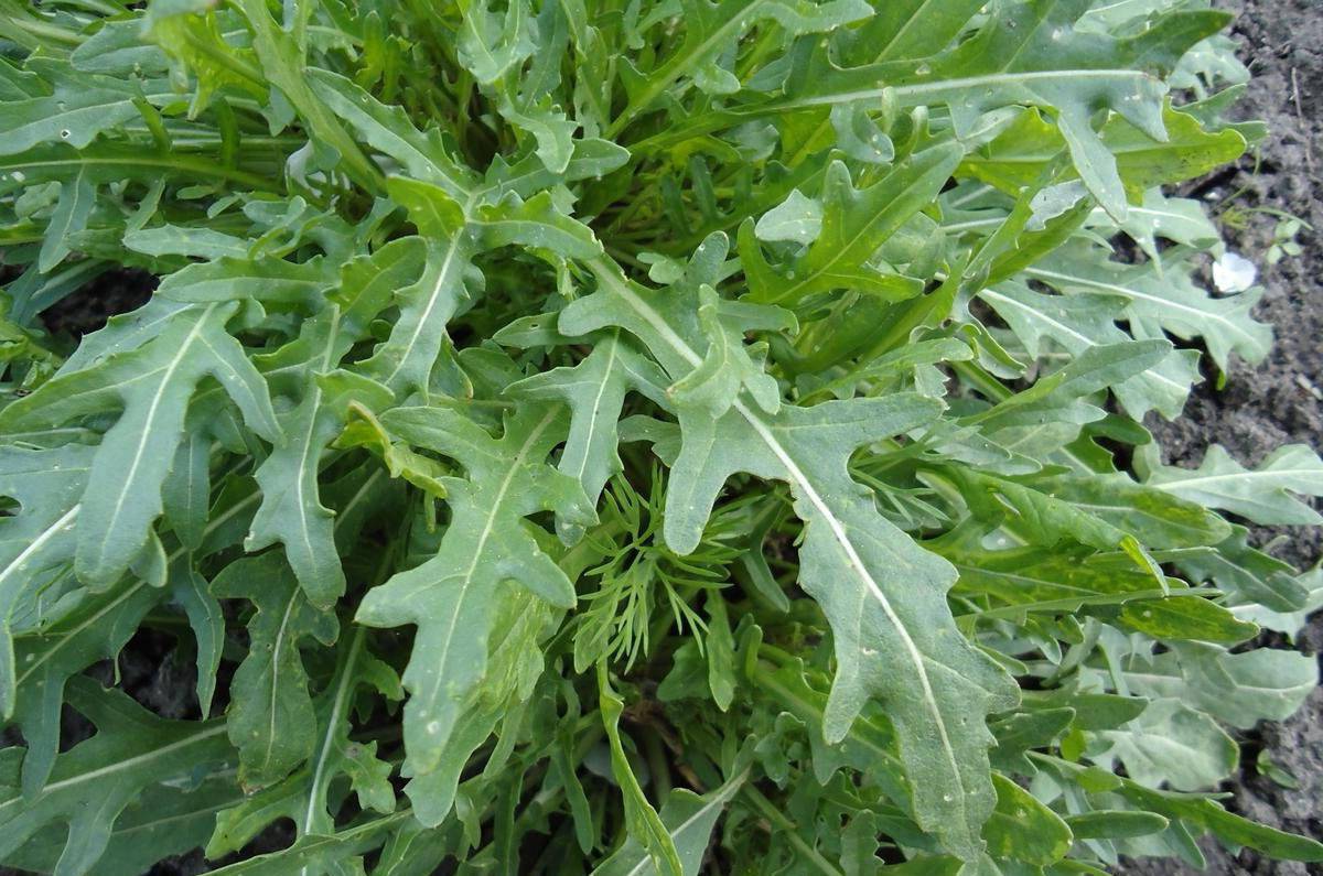 Салатное растение рукола — выращивание, полезные свойства, применение в кулинарии