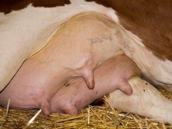 Симптомы скрытого мастита у коровы и способы его лечения