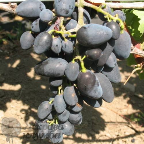 Выращивание саженцев винограда памяти дженеева или академик