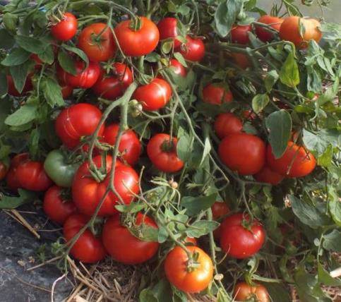 Ранние сорта томатов для открытого грунта – фото, описания и отзывы дачников