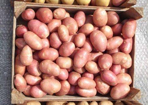 Агротехника выращивания картошки ред леди