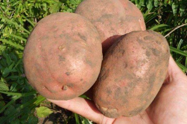 Картофель «ирбитский»: описание и особенности выращивания сорта