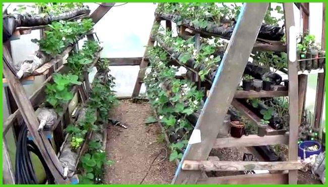 Круглогодичное выращивание клубники – какой технологией воспользоваться?