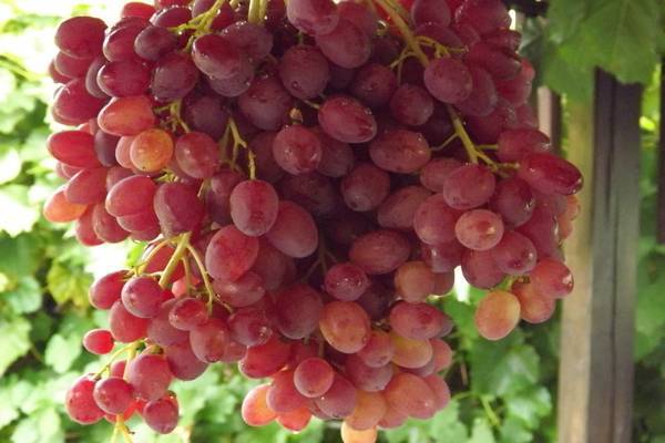 Виноград велес — розовый кишмиш с огромными кистями весом до 3,6 кг